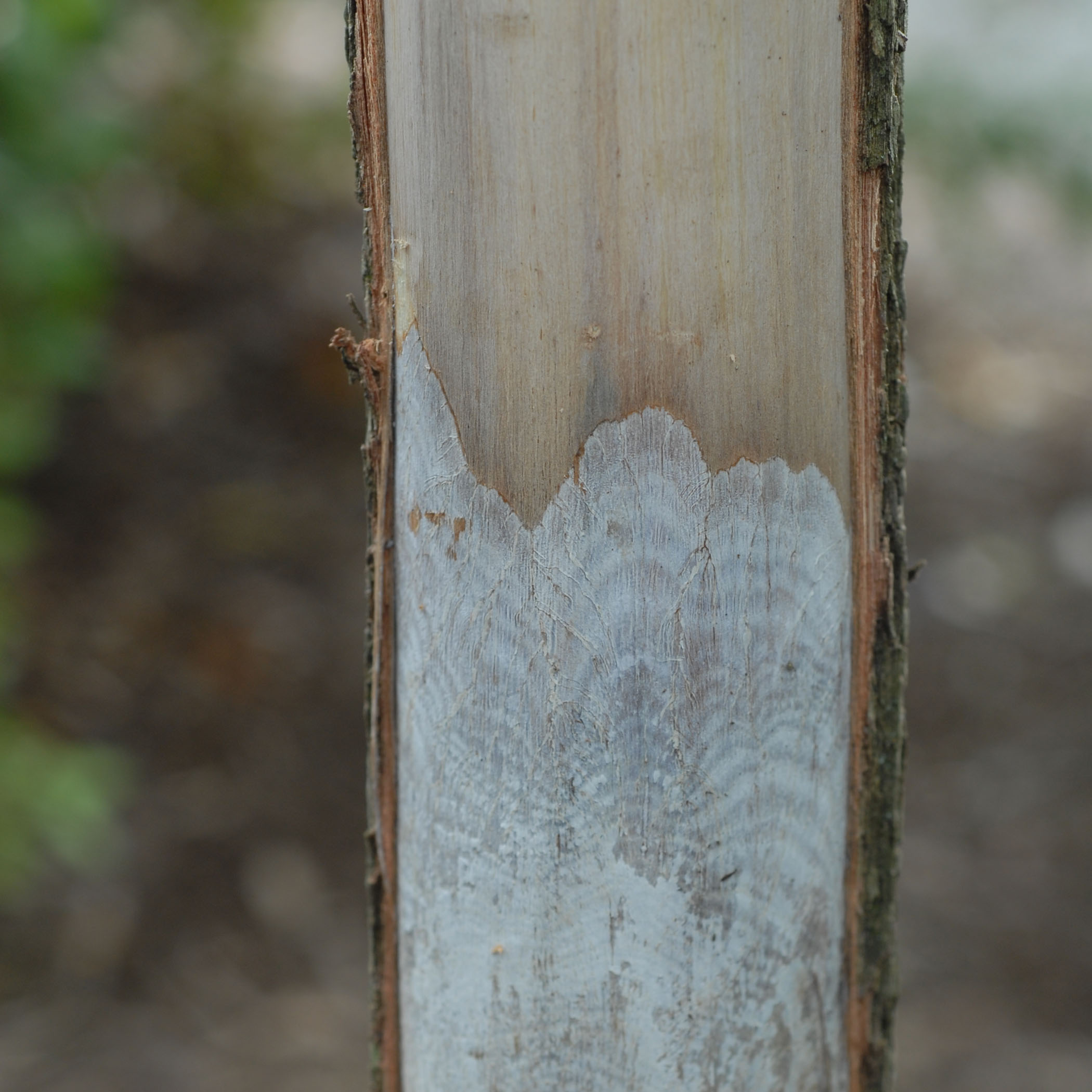 bottle brush.jpg thumbnail